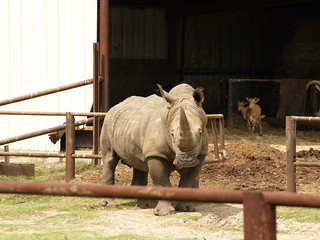 Rhinoceros in Bayou Wildlife Zoo / Flickr / mrchriscornwell photography

Link: https://www.flickr.com/photos/mrchriscornwell/2698228072/in/photolist-57r8cE-kSHpv-57qsw9-kPdG3-kSLD6-kK1wK-57qER5-57r1Ch-kvbxS-57my54-57r9yw-9X9SL9-kvdFV-kJLKh-57mHjk-kvdFN-6tNbjt-57qXqf-57mLjz-57mrrD-57mPNZ-57mbBP-kPdFW-kSHps-57mm96-57qtWw-57mrWk-57r8XL-57moGr-57qtGo-kvcQX-57tzNC-Ds3Vir-kvdFJ-kSJbX-kK1wG-kHJ2y-57qxSy-57qXFW-57mSeT-57mB8x-57mnyF-kvbxQ-57mQc8-57mL6e-57mpXX-57mwne-kJMy3-57qzS1-Ds4u5P