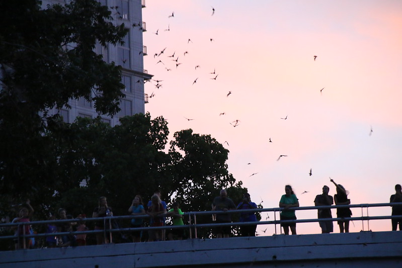 Waugh Bat Colony Boat Tour/ Flickr/ Corey Seeman
Link: https://www.flickr.com/photos/cseeman/35701544920