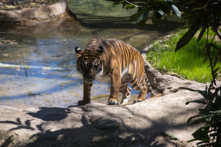 Wild Tiger in Dallas Zoo / Flickr / Brandi Korte
Link: https://www.flickr.com/photos/branditressler/13439970195/in/photolist-mtDmU4-mtEVUj-mtDzGB-TyPFZq-SV8m3r-mtEHSU-mtEFNJ-mtFcMw-TyPGPw-r88ioE-SSovns-22tnHDR-TyPGbh-2mYUqhP-22tnH9x-SV8kcD-SV8jEX-SV8kV2-SV8jxc-SV8jjX-TyPFXG-TyPGsE-TyPGh9-22KX4tN-LywbGq-2mYKNLg-8pz26g-2nXCJh8-22tnGWi-22tnT3v-Gk6Rb9-22KX5Zo-mtDnQx-mtELU5-TyPGzU-mtDfNB-SV8k7P-SV8jY2-SSovqd-TyPGjd-TyPG5f-SV8m3g-SSovCY-SV8kE2-SV8kr6-TyPGVy-2minHQa-FjugX5-24sSqNp-22tnK1i
