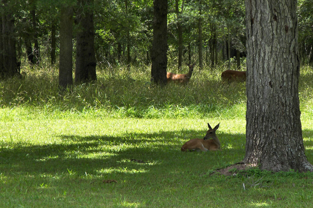 Deer in Stephen F. Austin State Park
Wikimedia
Link: https://upload.wikimedia.org/wikipedia/commons/thumb/0/09/Austin_state_park_deer.jpg/1280px-Austin_state_park_deer.jpg
