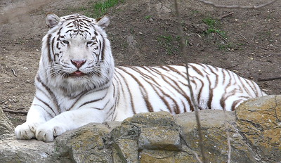 White Tiger in Forth Worth / Flickr / MJK72

Link: https://www.flickr.com/photos/30422186@N07/3354624399/in/photolist-67rjXH-2obxzfz-TKJ73f-Us5DXo-UMSS17-TKJXVb-6W8TNx-QiAAf1-6WcVkU-6WcVZq-2nebzFj-UQwgTa-cDGN5Q-Us75ZA-6uzr3R-yJ3SFH-6WcV35-6W8TJV-V3dwmg-6W8TBz-6W8TFH-CWo8hH-UQwf36-UQvyNe-6W8Tet-63SgXo-V3eymX-TKKfnj-64iAs2-5tajL9-nKtxuY-nKtqks-nt7HqF-nt3zf1-8d74Yn-nt4swS-e8PKoK-TNFHgP-nMmKRn-mHpZSV-BBKQWz-Us5Cuo-mHqPis-8d727R-UQvVSZ-UMSKYs-5t5WdF-TNFMZ6-V3exMF-5t5W1r