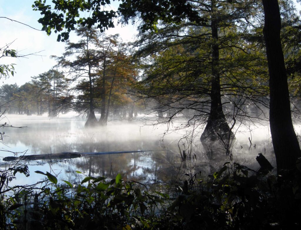 Morning Mist on Steinhagen Reservoir in Martin Dies, Jr. State Park
Wikimedia
Link: https://upload.wikimedia.org/wikipedia/commons/thumb/e/e5/Martin-Dies-Jr-State-Park.jpg/1280px-Martin-Dies-Jr-State-Park.jpg