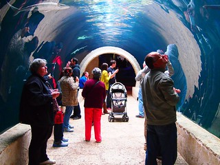Aquarium and Underwater Zoo in Dallas / Flickr / Hilde van Rees
Link: https://www.flickr.com/photos/hildevanrees/8638364287/in/photolist-eakSKi-Nz9tQ-6nJRVQ-6nEzuk-aL7EzD-6HEedE-gWr7h-9UERLi-62JxpM-9UHP7W-9UHLPG-EHySF-EHEyz-2nkH459-E19LAU-B3cdqH-ApdQ7z-ApdYhc-ArwTKk-A6amrf-B21iVq-AZTUfm-ApecJU-B4bdBB-59RULM-dXmybu-9UESH4-9UHSRE-9UJ92W-6HA9Lp-9UEYpg-62Jxpt-9UFqTx-8giuLg-9UFkiP-9UFo3R-6HAafX-9UFm8i-9UHMJQ-9UFg6V-9UEZkv-9UJ9vj-9UFpnH-5ac1gy-dReM48-9UJdHs-9UJfZj-9UHSmu-A6aCaE-6HEd4o