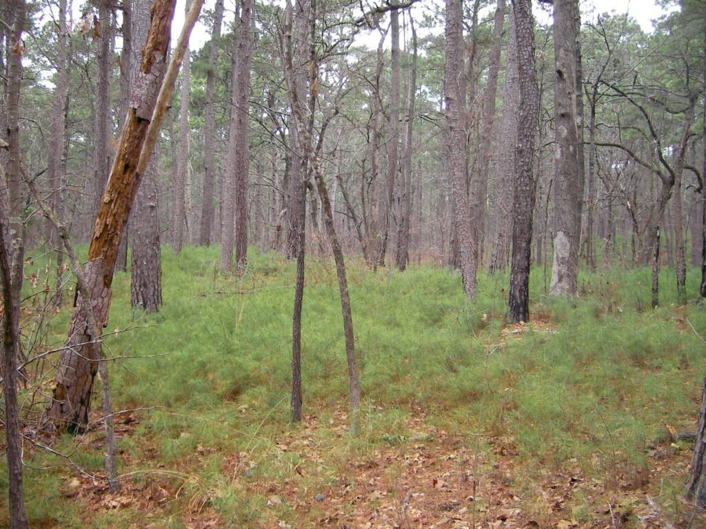 Pine Forest at Tyler State Park
Wikimedia
Link: https://upload.wikimedia.org/wikipedia/commons/thumb/9/90/Tyler_State_Park_%28Texas%29-0125.JPG/1280px-Tyler_State_Park_%28Texas%29-0125.JPG