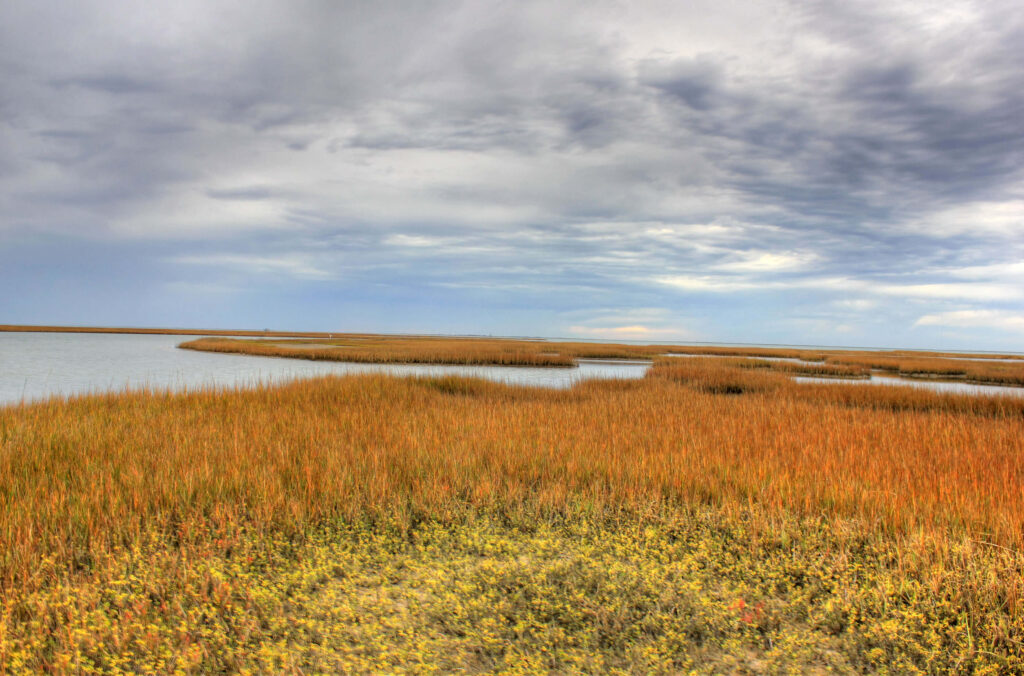 Wetlands in Galveston Island State Park
Wikimedia
Link: https://upload.wikimedia.org/wikipedia/commons/thumb/c/c5/Gfp-texas-galveston-island-state-park-winding-bay.jpg/1280px-Gfp-texas-galveston-island-state-park-winding-bay.jpg