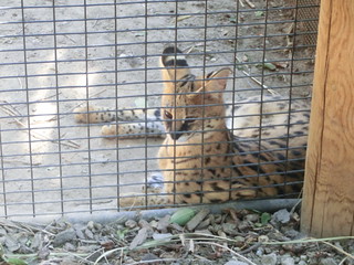 Big Cat in Zoo Boise / Flickr / Leslie Hagemann

Link: https://www.flickr.com/photos/lesliehagemann/9429971483/in/photolist-fni4Ze-2inZZYX-2inXybv-2ioh5Mu-fni8p4-fni6yB-fni62p-fnxhsh-fnxgXY-fni7op-fni7uM-fnxj1E-fnxizA-fnxitb-fni81t-fnxjeA-fnxhTA-fnxgBQ-fni8eH-fnxjVj-fni7hc-fnxgRm-7z2V8r-2iokGmD-2iojzva-2ioh5WH-2iBTJPr-2inXwvw-kQUgNJ-2ioh99e-2ioh9hk-2kW4Rr9-kQZNSg-2nfZKbQ-PMKmf-2grkQ6K-2mjwTjy-fnhVYk-2iokHcM-8wKAEH-CvJjJb-2io28oL-2iokJ9b-2iojAaB-2iojAhq-2iojAsf-2ioh8nV-2iokJAZ-2io29bH-2ioh7tL