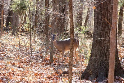 View of a deer in Fort Worth Nature Center & Refuge / Flickr / Ken Slade
Link:  https://www.flickr.com/photos/texaseagle/5331371865/in/photolist-987F7z-2kuH45Q-igb8ut-7cY6qM-7dDL56 