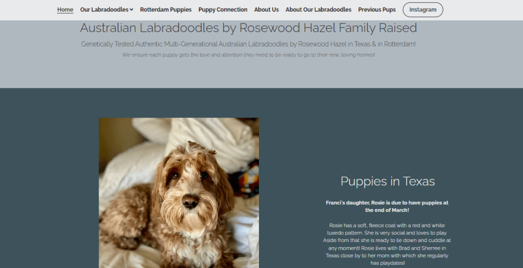 Homepage of Labradoodles by Hazel/ labradoodlesbyhazel.com