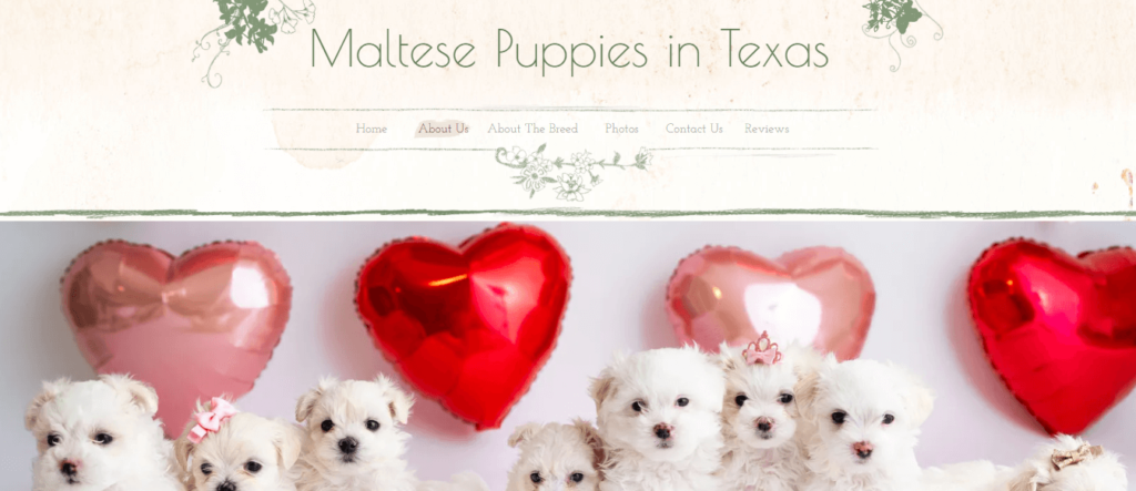 Homepage of Maltese Puppies/ maltesepuppiesintexas.net