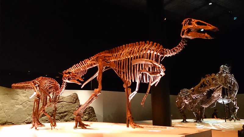 Paleontology hall inside Houston Museum of Natural Science / Flickr / Kim Alaniz
Link: https://flic.kr/p/fARZtP  
