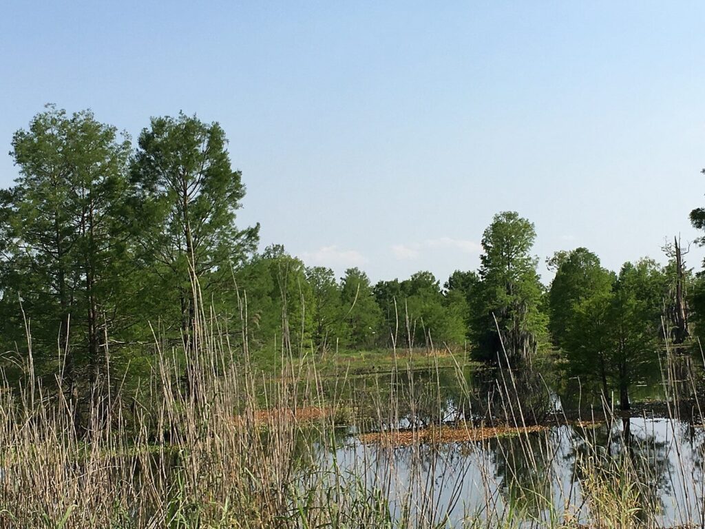 Sheldon Lake View along Garrett Road, Houston /
Wikimedia Commons / 
Link: https://commons.wikimedia.org/wiki/File:SheldonLake.jpg