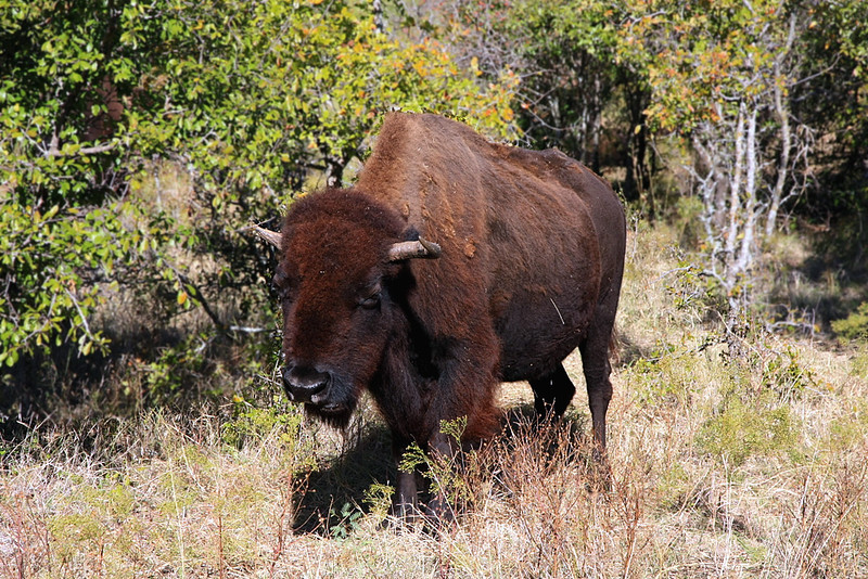 A bison in   Fort Worth Nature Center and Refuge / Flickr / Ken Slade 
Link: 
https://www.flickr.com/photos/texaseagle/5172021683/in/photolist-8T2XRD-7dDL56-987F7z-2kuH45Q-igb8ut-7dHDC7-4B9Yuw-7dHDEN