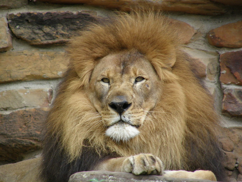 A lion in Fort Worth Zoo / Flickr / Jim Bowen
Link:
https://www.flickr.com/photos/jamiedfw/533993911/in/photolist-ctgDCA-2X7ji9-PbRMz-9qbsq6-9qaRhe-5RSYR-GVW4Y-GVVry-9qaEgK-9qdcm9-GVVn7-GVSJf-oihJzX-6dDtq-GVVZ5-ESuJJH-GVS6s-GVSNJ-GVVgt-GVUrq-9qaDQc-9q9Td8-GVU5u-6w8J3Z-Y2ihKE-9qcSnS-fBLRg-4CTyjk-9qagJc-2gkq8PT-7PZbhU-9qdPy7-dEgL2f-GVXeg-GVWHB-GVW1i-9qegho-GVS2m-9qaC5n-9qahmK-9qdWs3-9q9rQD-9qdN47-9qexDo-dEgBiq-dEbfv2-dEbntD-dEbjRr-9qd3iu-9qcUej/