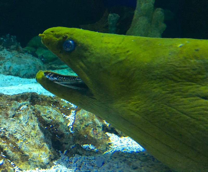 Moody Gardens Aquarium Pyramid / Flickr / Roy Luck
Link:
https://www.flickr.com/photos/royluck/28019895175/in/photolist-2hEHqtk-2czX2ce-2okNEbS-2cSKyk7-2cSKyz5-35uBZU-2czX35B-8UhZgQ-iATg5w-U9JNHq-2hEL9sj-8UhZLE-VbNtbE-U9JPbE-UL4G2Y-a1AzZn-qJjZv7-V6QEpN-2hEMe1m-2hEHqE7-izXiF3-VmiwVK-2mnhZTV-fyUqHg-bpCdkr-doziRp-2hEL9dG-a1DsCj-JG2hCX-a1AA3p-WDk4m/