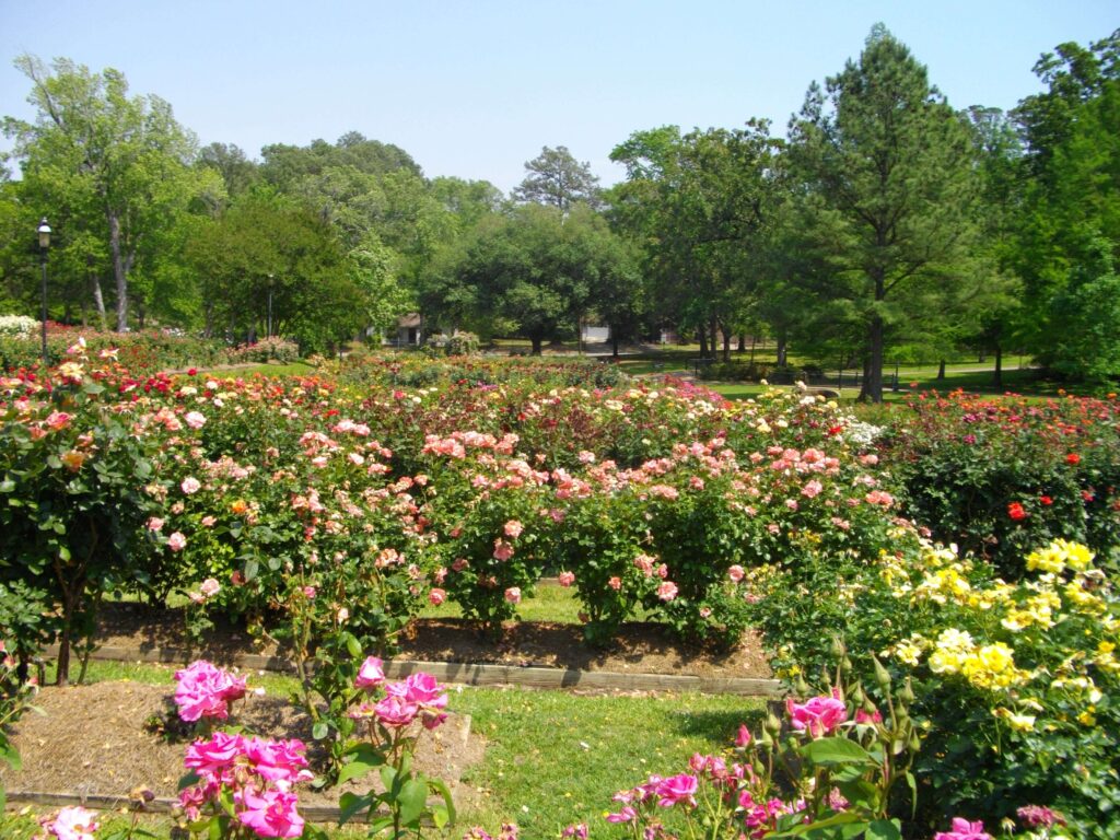 View of the Tyler Rose Garden/ Wikipedia 
https://en.wikipedia.org/wiki/File:Tyler_Rose_Garden.jpg