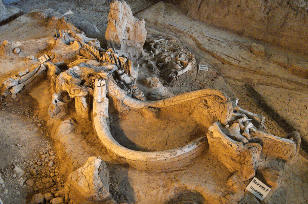 A skeletal specimen exhibited in Waco Mammoth National Monument / Wikipedia / Larry D. Moore

Link: https://en.wikipedia.org/wiki/Waco_Mammoth_National_Monument#/media/File:Waco_mammoth_site_QRT.jpg