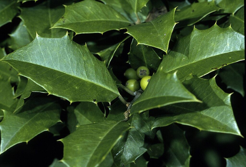 A closer look at the leaves and fruits of American Holy / Wikipedia / Wikimedia Commons