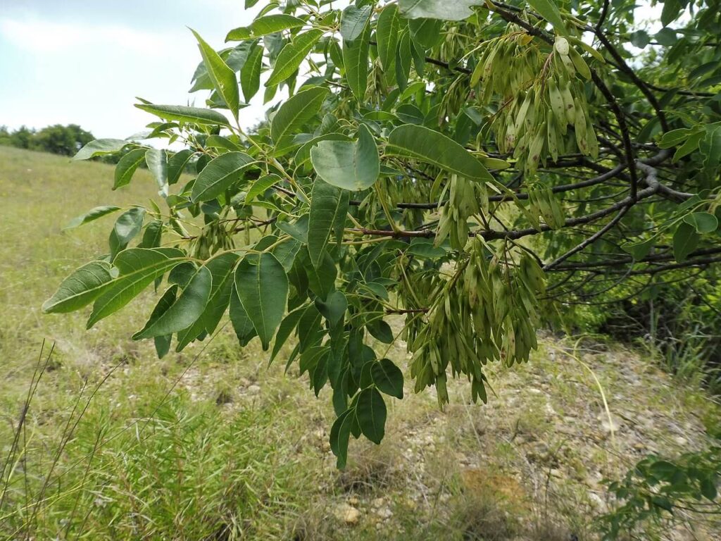 A mature Texas Ash tree in a close tight angle / Wikipedia / Mason Brock

Link: https://en.wikipedia.org/wiki/Fraxinus_albicans#/media/File:Fraxinus_albicans.jpg