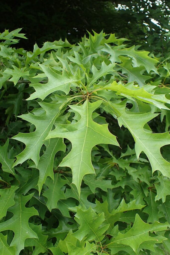 Close-up picture of the shape of Nuttall Oak's leaves / Wikipedia / Krzysztof Ziarnek, Kenraiz

Link: https://en.wikipedia.org/wiki/Quercus_texana#/media/File:Quercus_texana_kz04.jpg