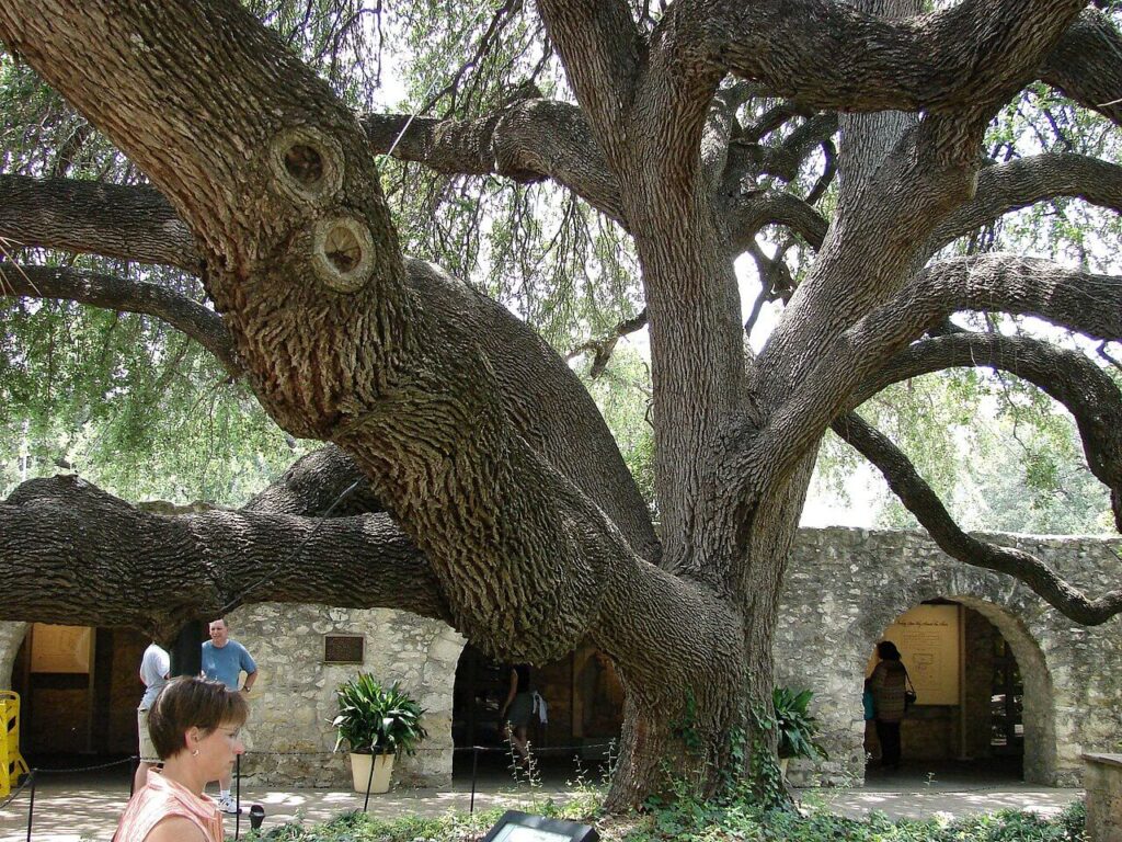 Huge size of the Escarpment Live Oak tree as compared to a passerby / Wikipedia / Rei

Link: https://en.wikipedia.org/wiki/Quercus_fusiformis#/media/File:Texas_Live_Oak_Quercus_fusiformis.jpg
