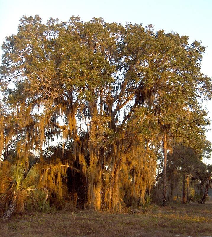 Mature Live Oak tree as seen from a wide angle / Wikipedia / homeredwardprice

Link: https://en.wikipedia.org/wiki/Live_oak#/media/File:Quercus_geminata_002_(homeredwardprice).jpg