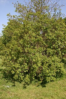 Photo of the free-living American Smoketree / Wikipedia / Sten

Link: https://en.wikipedia.org/wiki/Cotinus_obovatus#/media/File:Cotinus-obovatus-habit.JPG