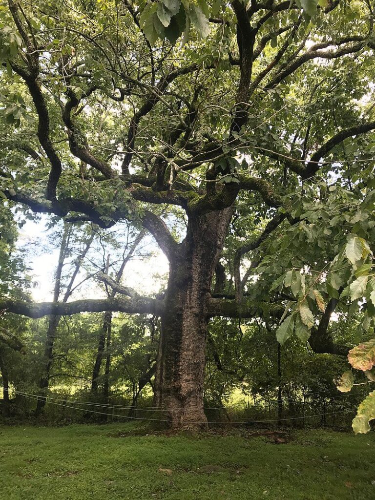 Photo of the towering height and shade of Chinquapin Oak tree / Wikipedia / Tameraclark

Link: https://en.wikipedia.org/wiki/Quercus_muehlenbergii#/media/File:20220911_Ruth.jpg