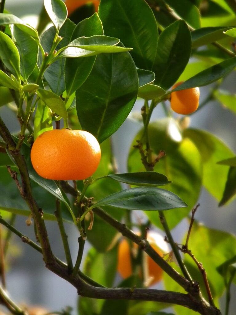 Shiny orange fruits of the Mandarin Orange tree / Wikipedia / 4028mdk09

Link: https://en.wikipedia.org/wiki/Mandarin_orange#/media/File:Citrus_reticulata_April_2013_Nordbaden.JPG