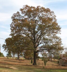 Snap of a grown Southern Red Oak tree / Wikipedia / Jeffrey Reed

Link: https://en.wikipedia.org/wiki/Quercus_falcata#/media/File:Quercus_falcata_in_Marengo_Alabama_USA.JPG