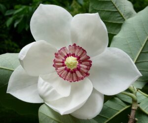 Tight view of Magnolia flower / Wikipedia / William (Ned) Friedman

Link: https://en.wikipedia.org/wiki/Magnolia#/media/File:Magnolia_sieboldii_flower_1.jpg